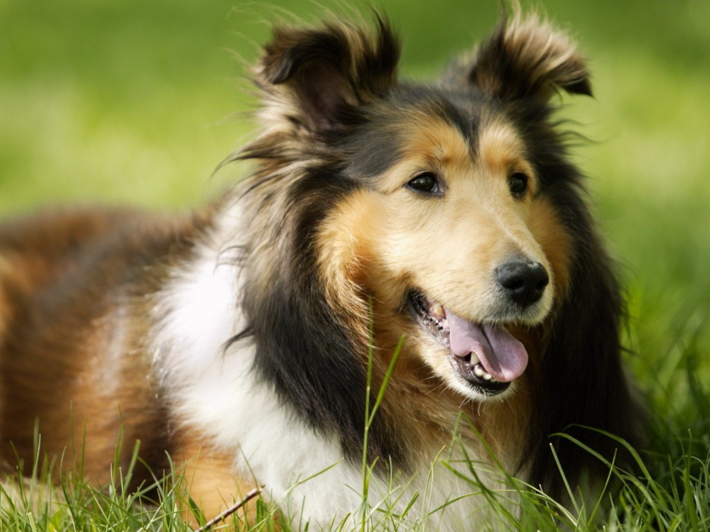 Choosing The Right Dog Obedience Trainer For Your Pit Bull Terrier
